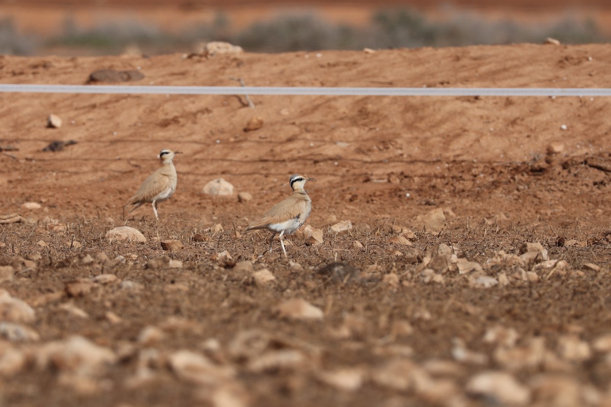 Cream-colored Courser - ML647071750