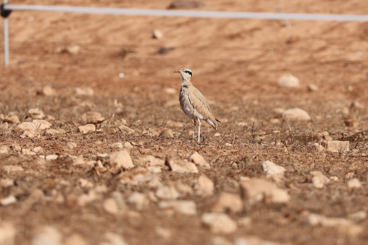 Cream-colored Courser - ML647071751