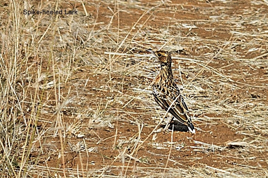 Spike-heeled Lark - ML647071752