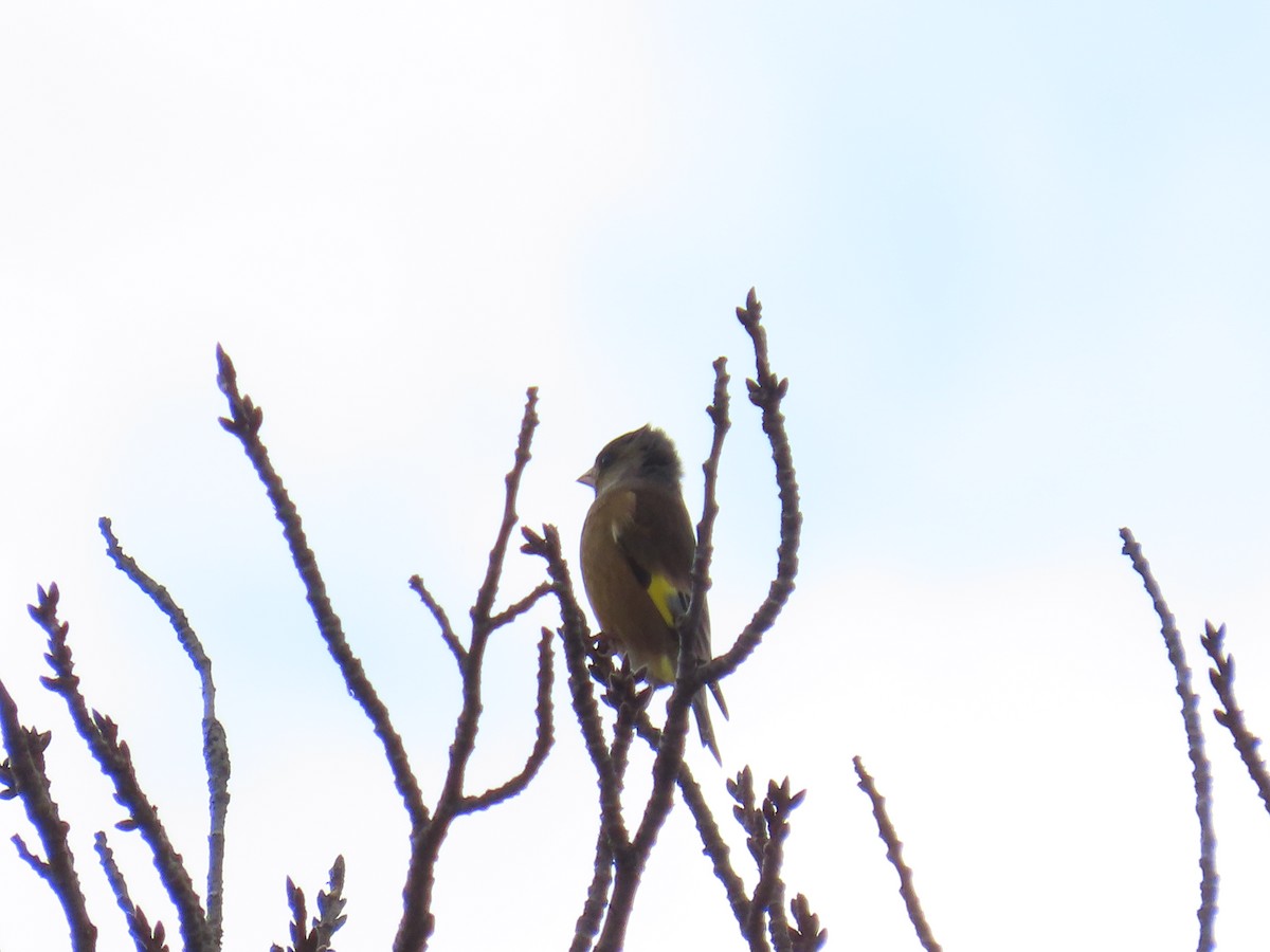 Зеленяк китайський - ML647071763