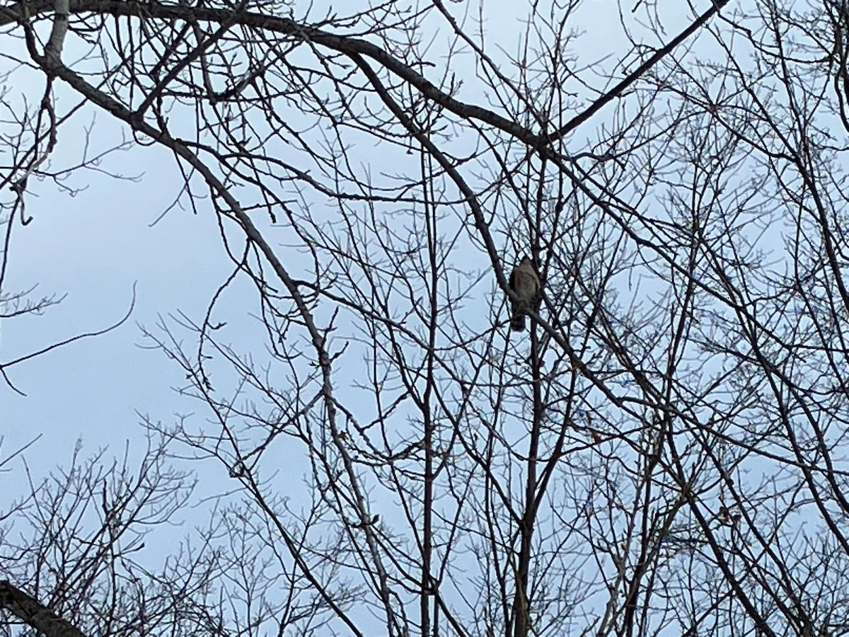 Cooper's Hawk - ML647071769