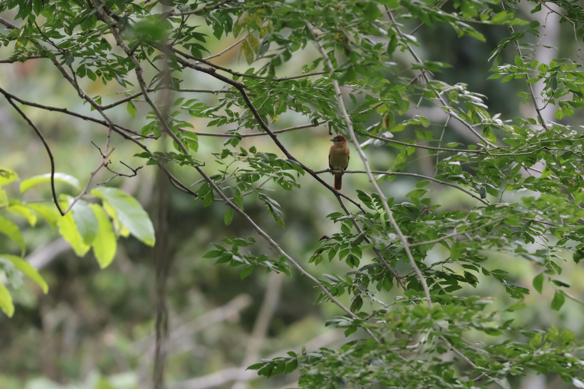 Cinnamon Becard - ML647071774