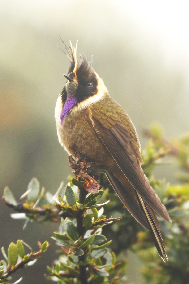 Buffy Helmetcrest - ML647071775