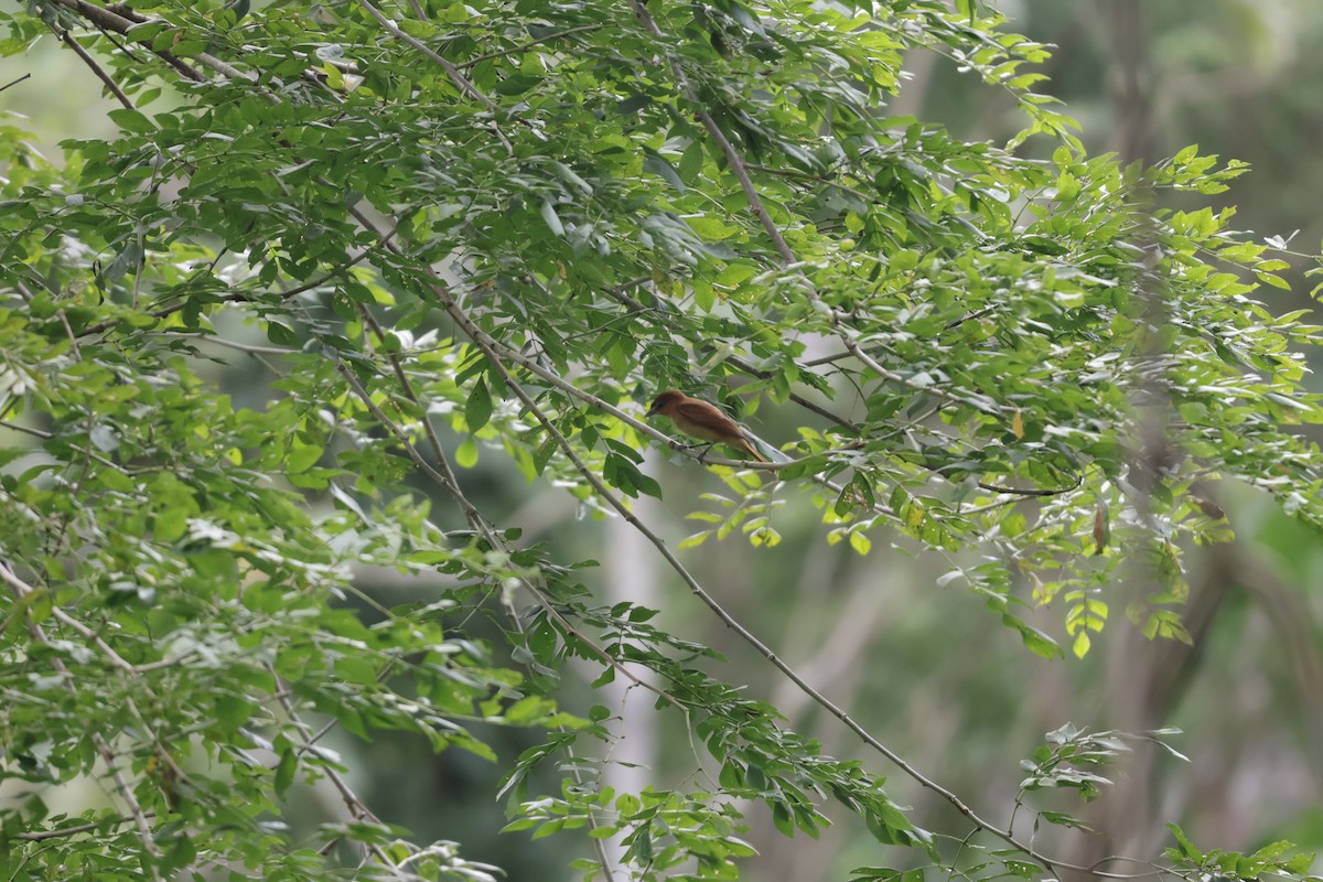 Cinnamon Becard - ML647071776