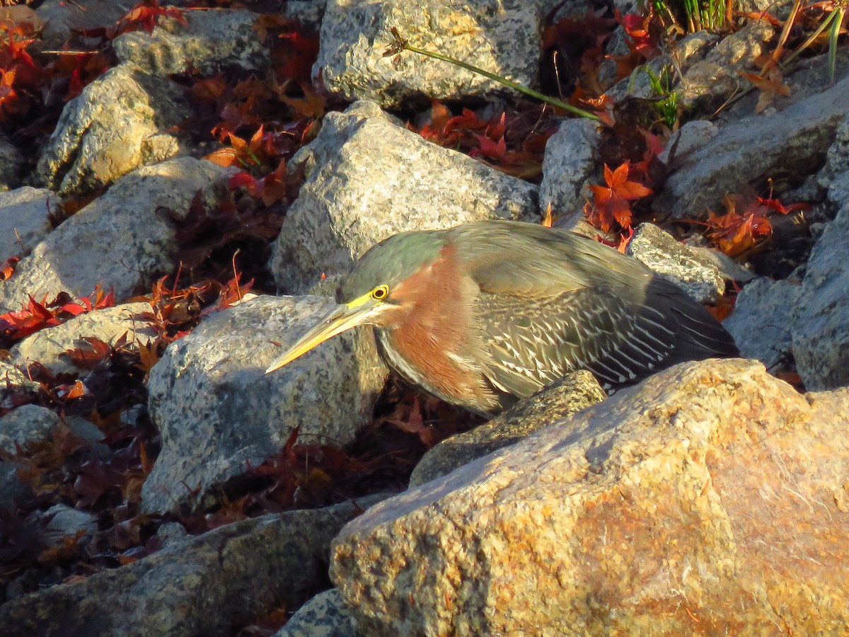 Green Heron - ML647071783