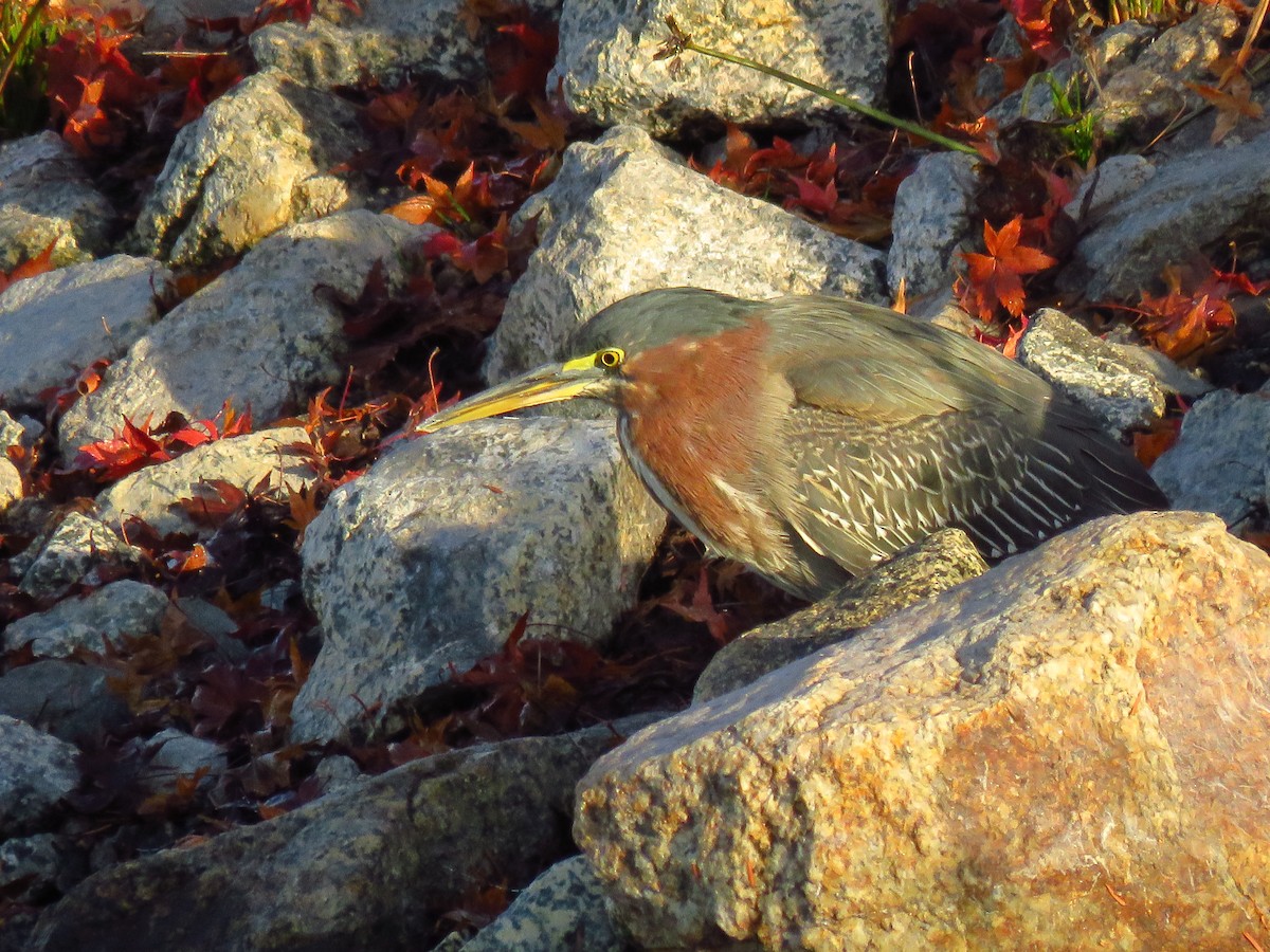 Green Heron - ML647071784