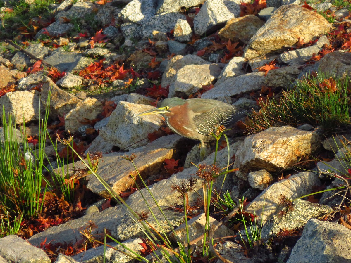 Green Heron - ML647071785