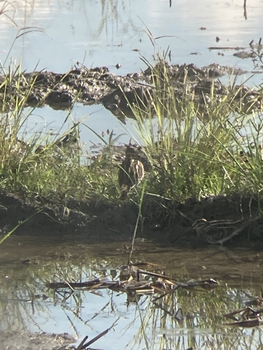 Common Snipe - ML647071786