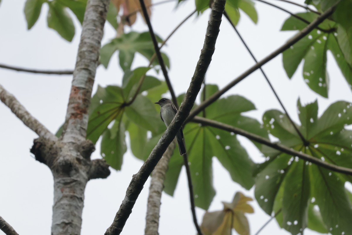Eastern Wood-Pewee - ML647071787