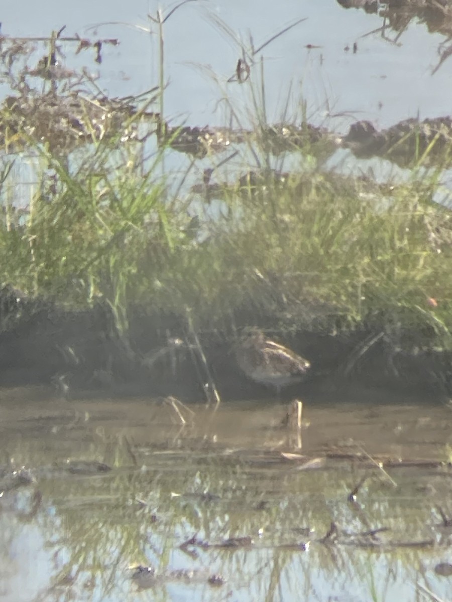 Common Snipe - ML647071788