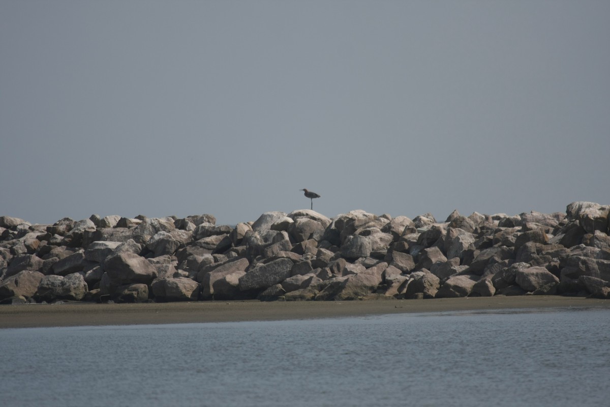 Reddish Egret - ML647071789