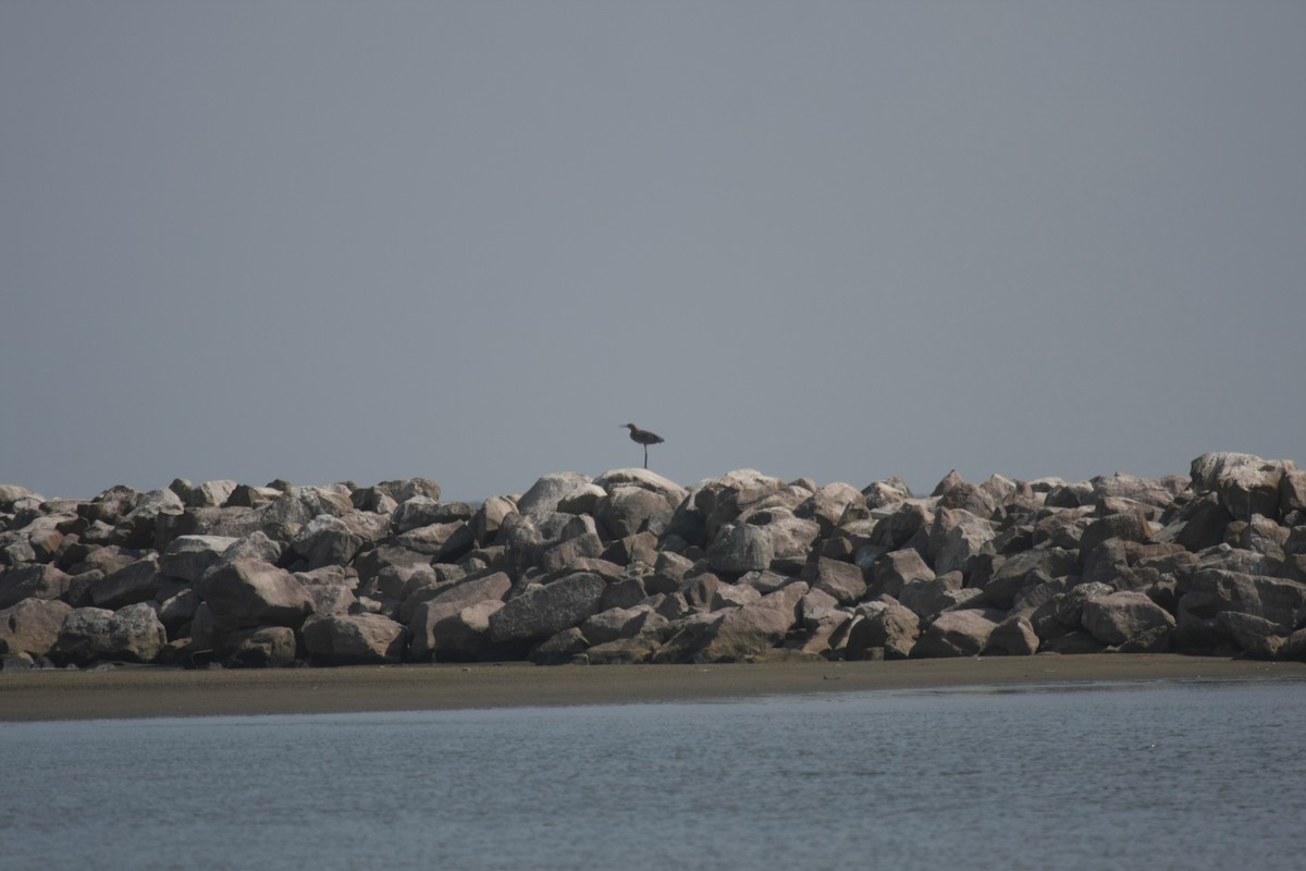 Reddish Egret - ML647071790