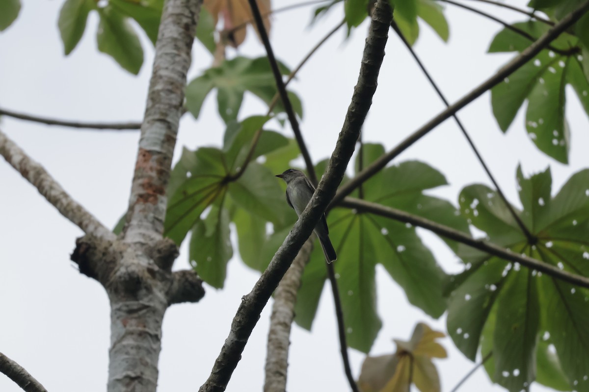 Eastern Wood-Pewee - ML647071791