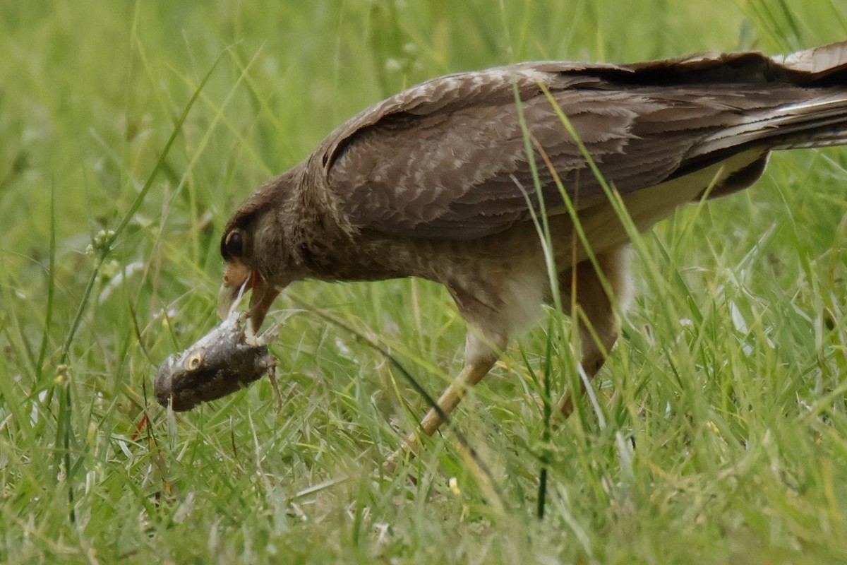 Chimango Caracara - ML647071792