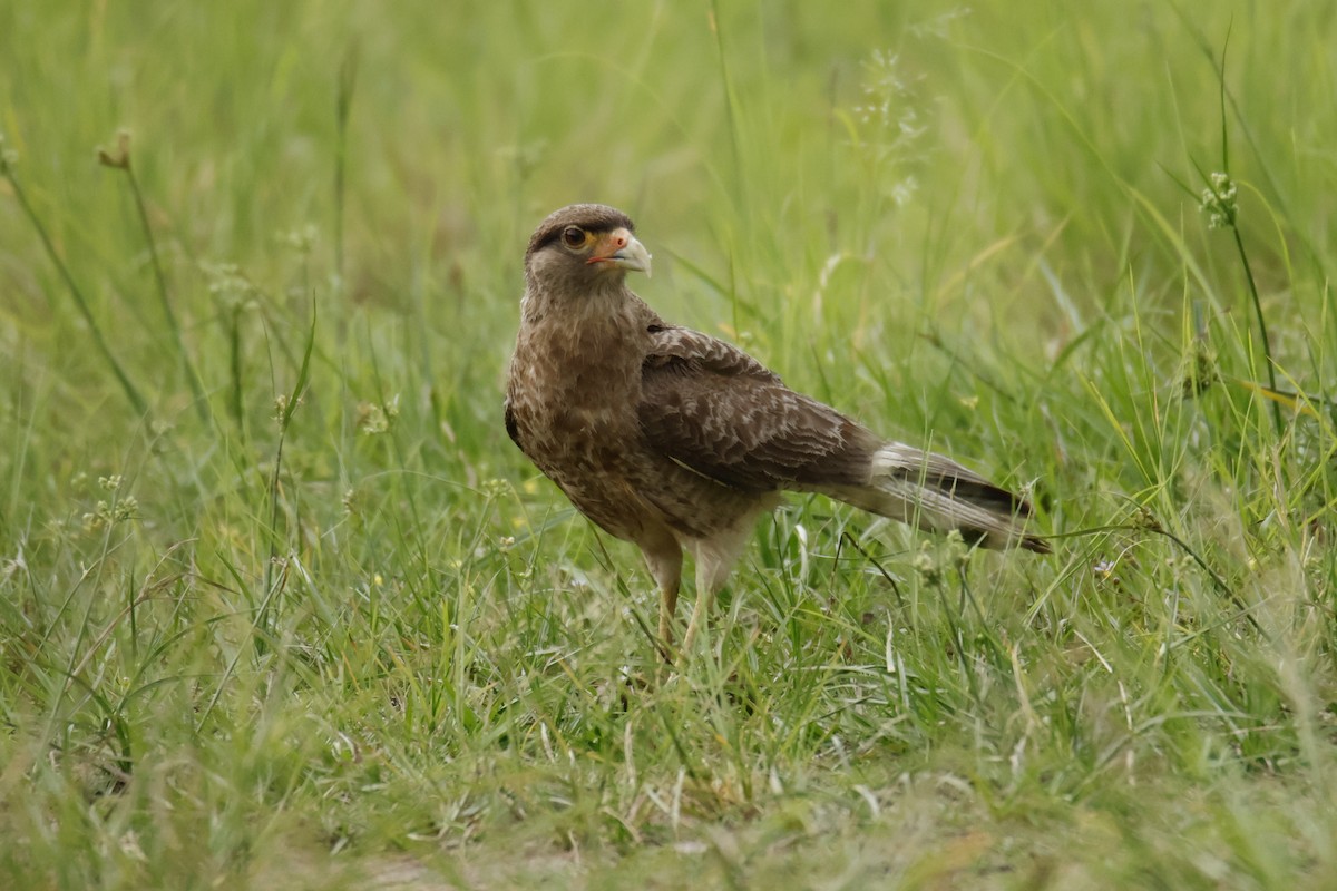 Chimango Caracara - ML647071793