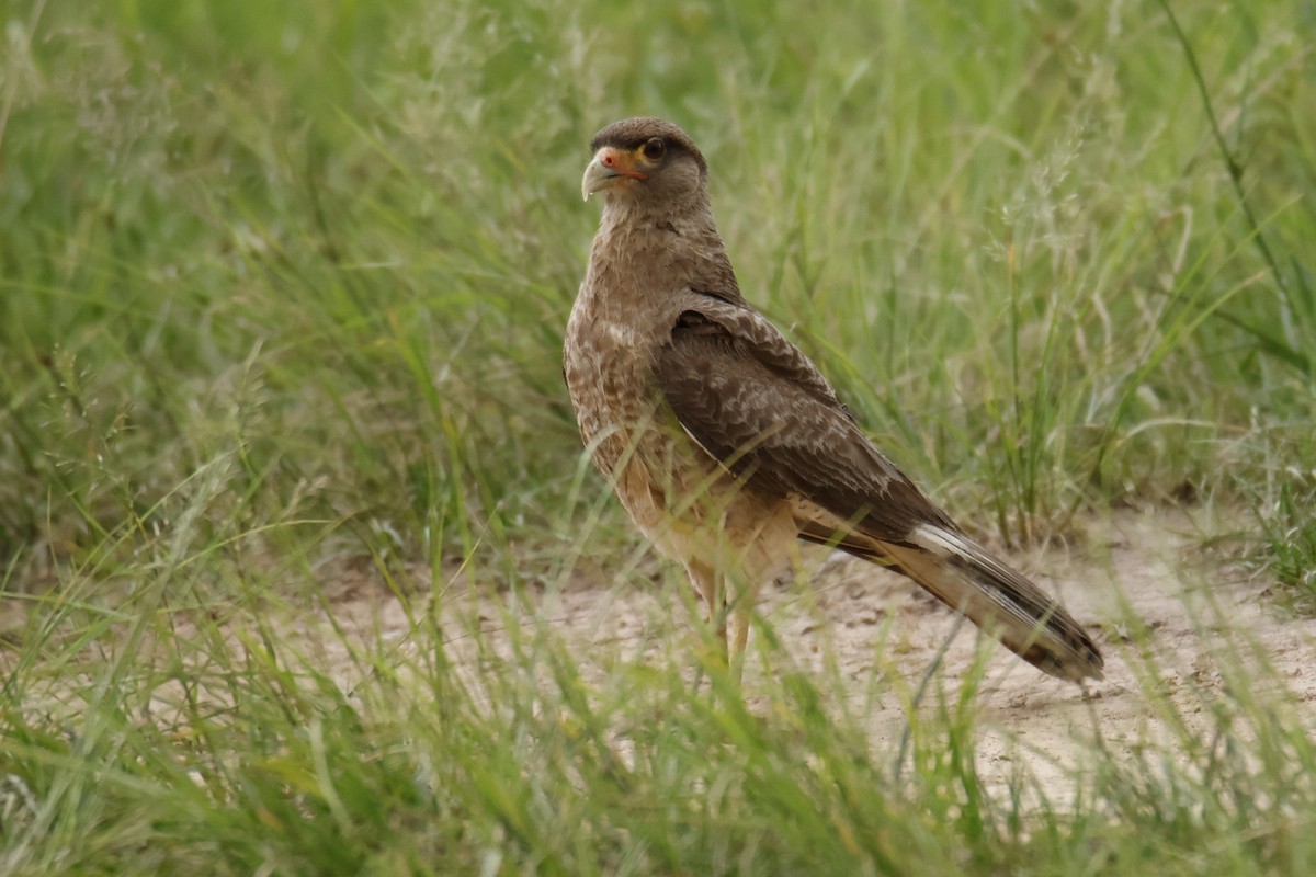 Chimango Caracara - ML647071794