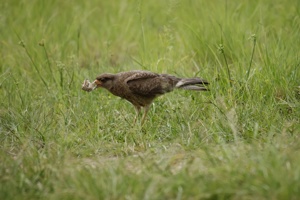 Chimango Caracara - ML647071795