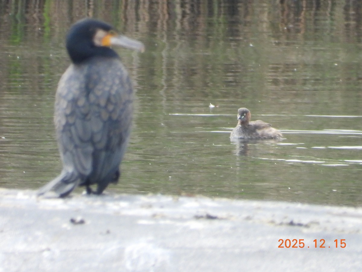 Little Grebe - ML647071797