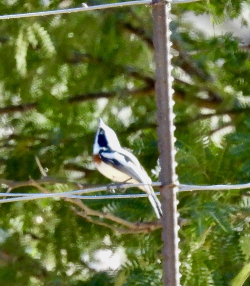 Chinspot Batis - ML647071798