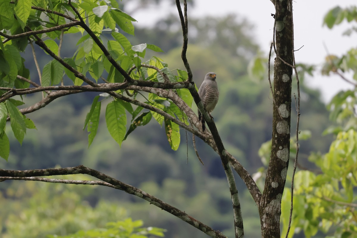 Roadside Hawk - ML647071801