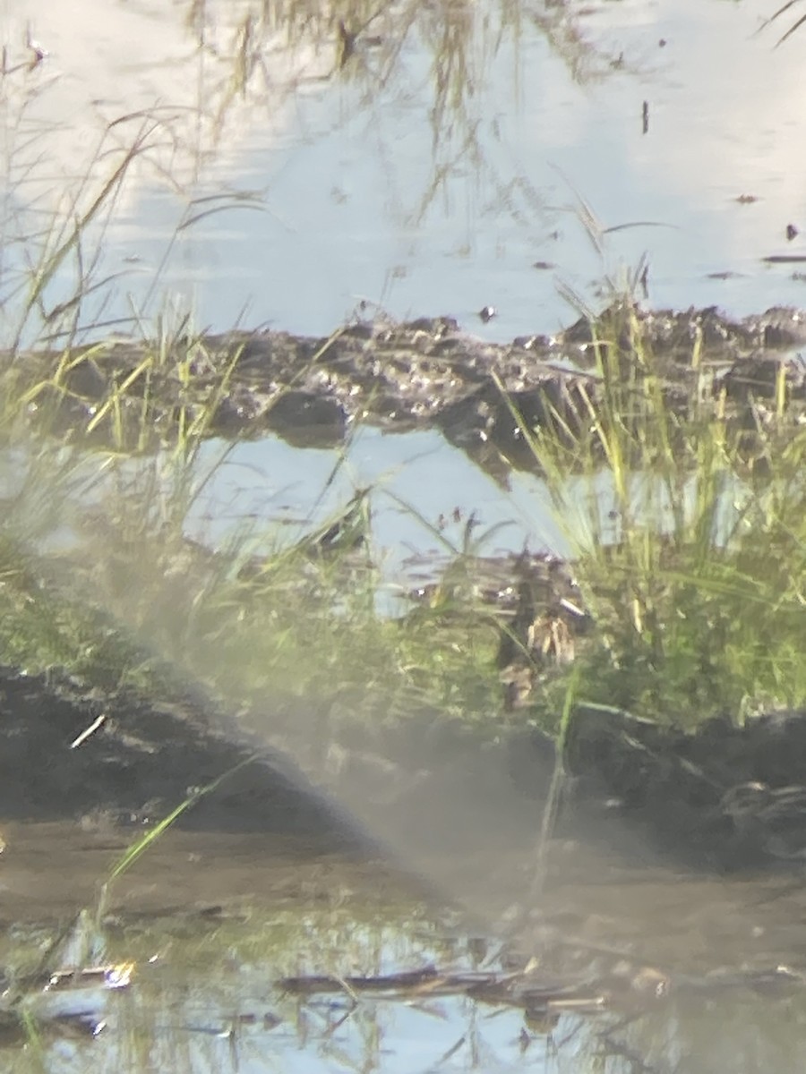 Common Snipe - ML647071802