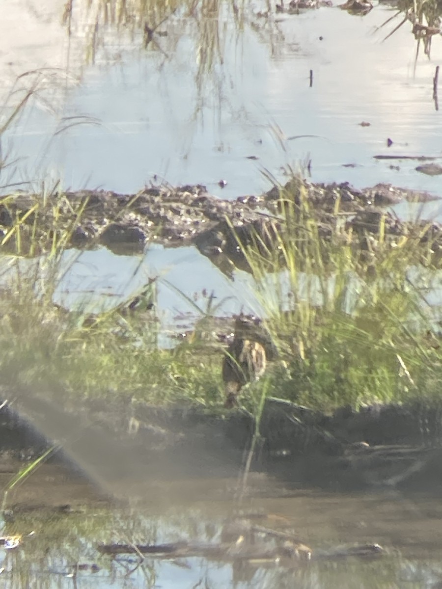 Common Snipe - ML647071803