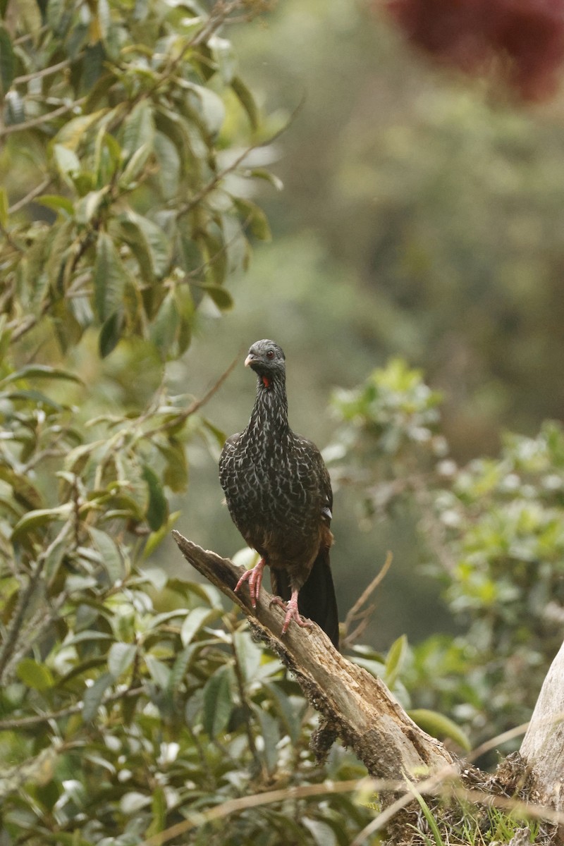 Andean Guan - ML647071804