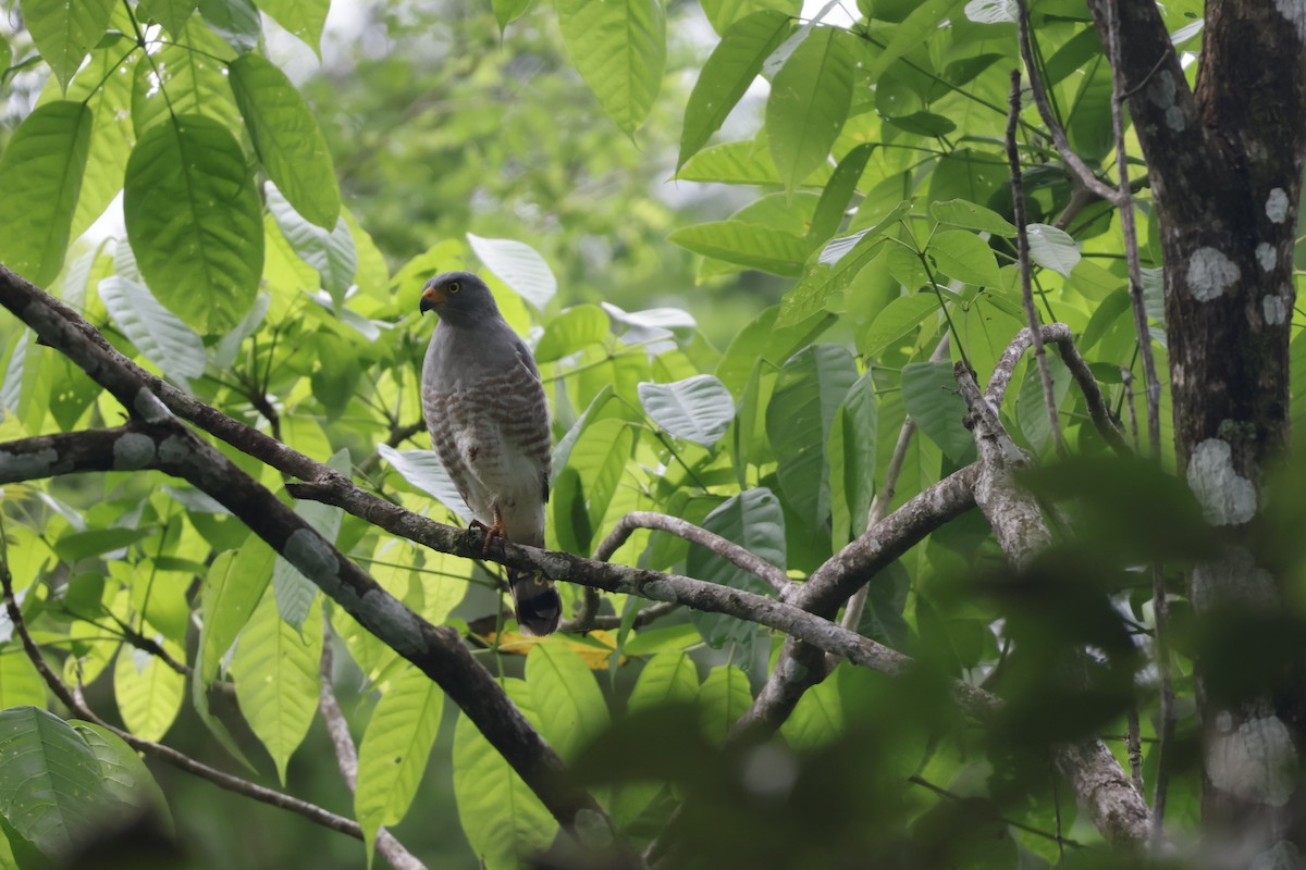 Roadside Hawk - ML647071805