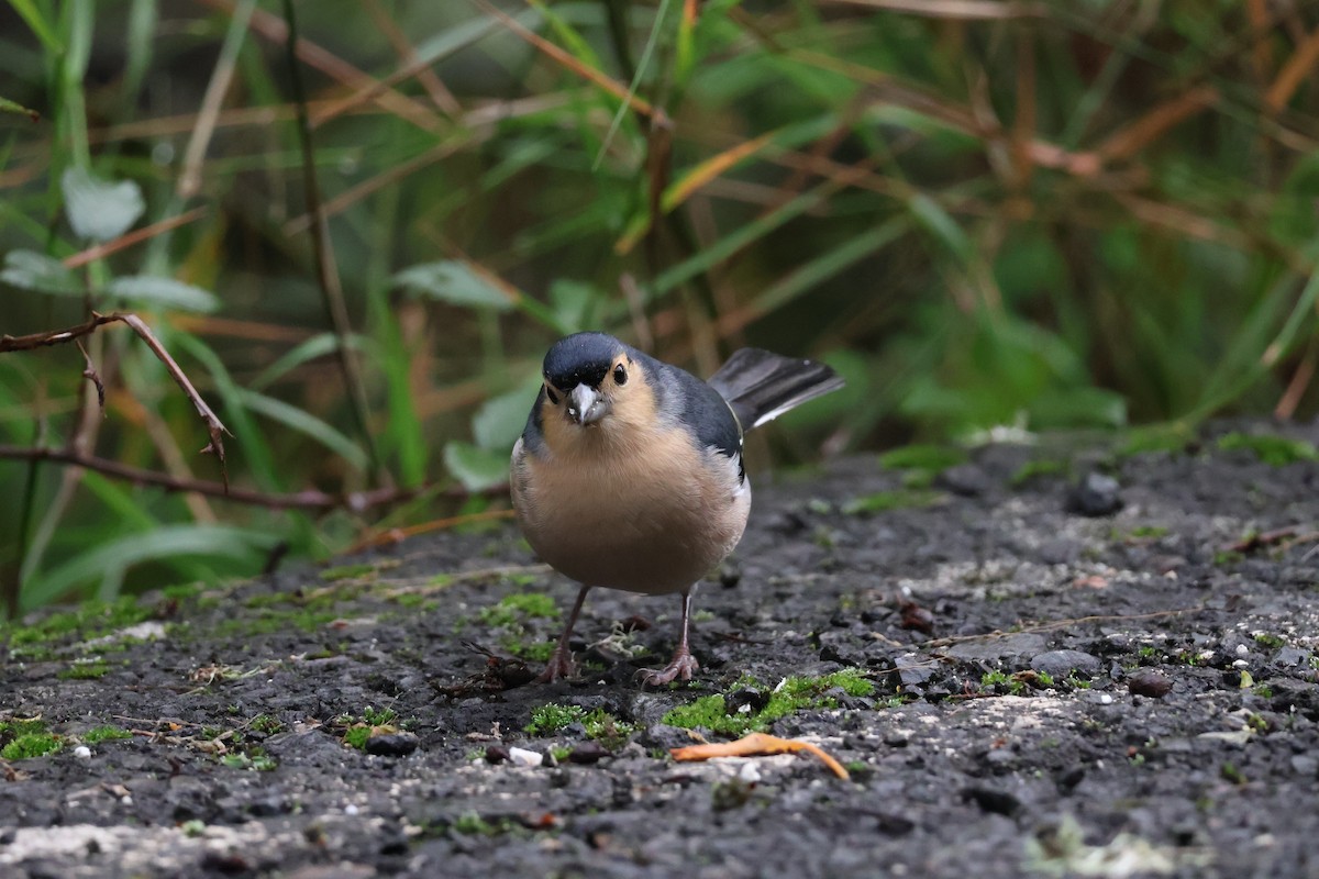 Canary Islands Chaffinch - ML647071806