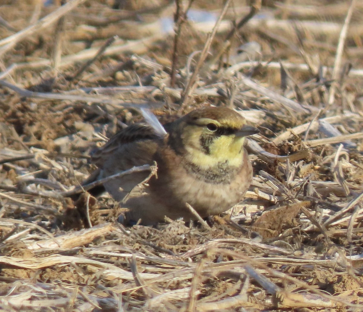 Horned Lark - ML647071808
