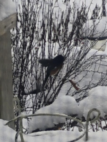 Eastern Towhee - ML647071809