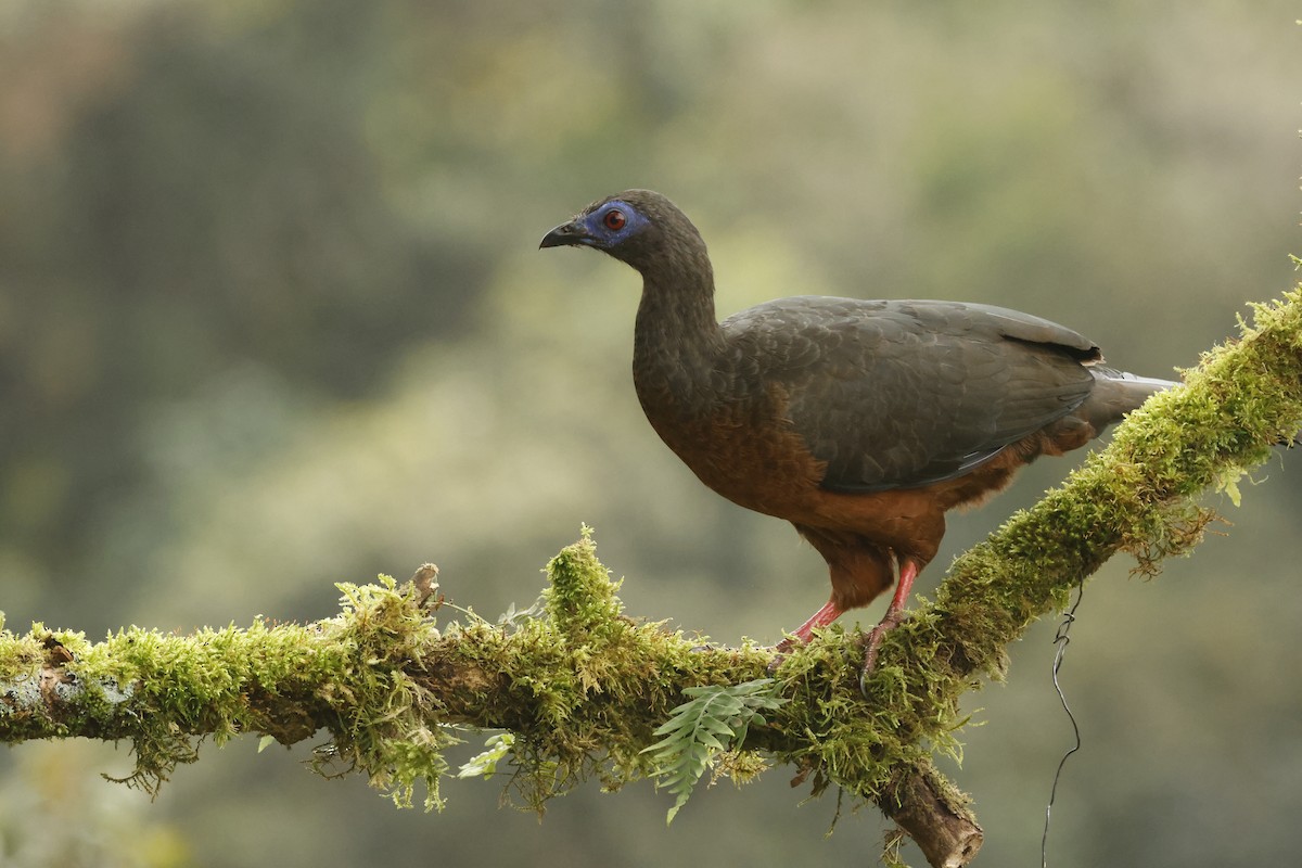 Sickle-winged Guan - ML647071810