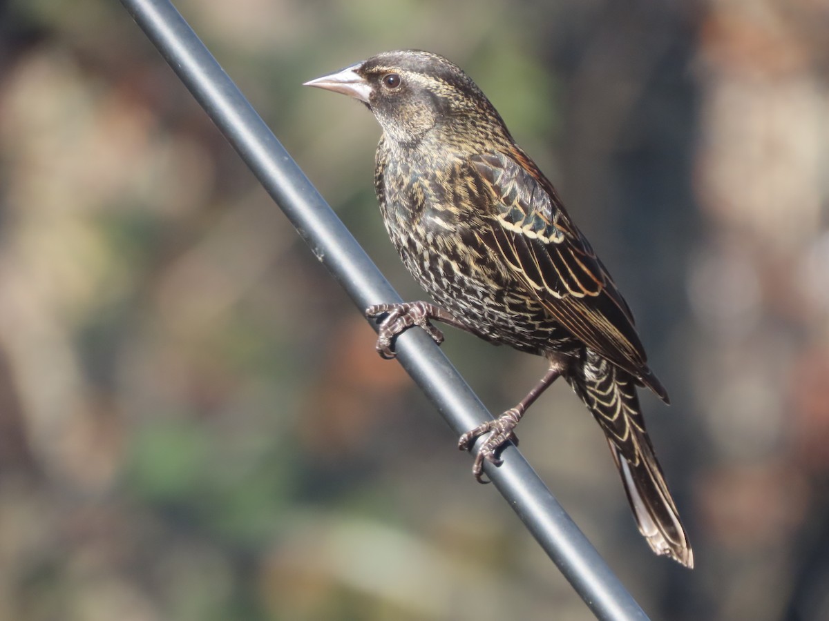 Red-winged Blackbird - ML647071811