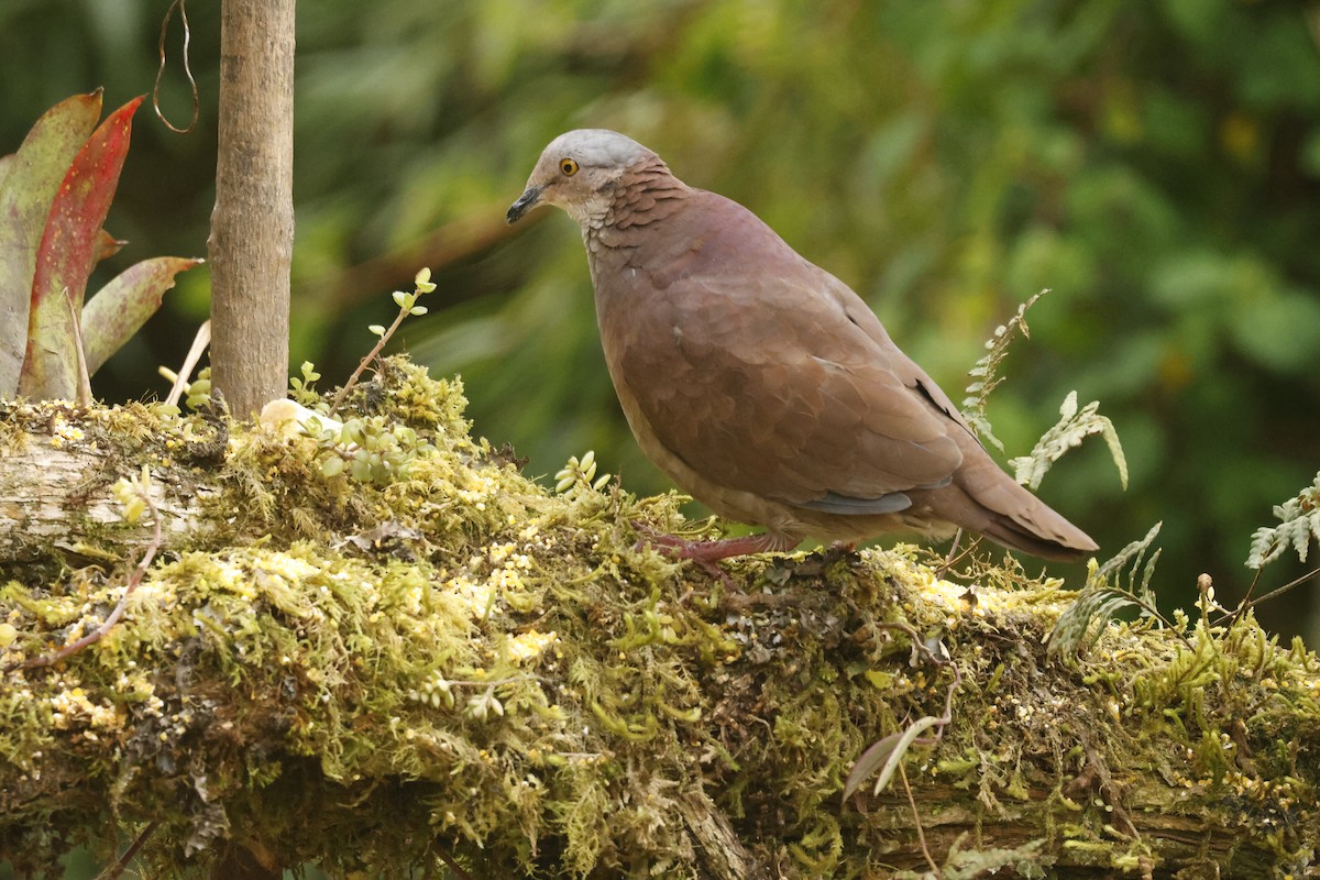 White-throated Quail-Dove - ML647071814