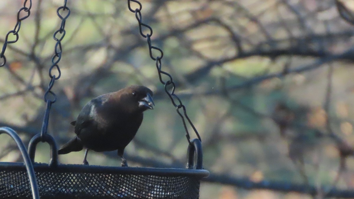 Boz Başlı İnekkuşu - ML647071825