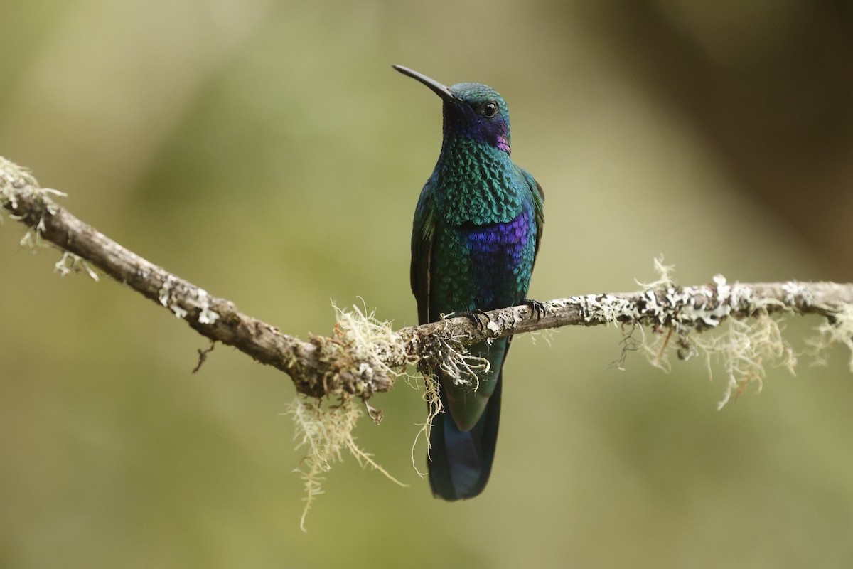 Parlak Morkulak - ML647071826