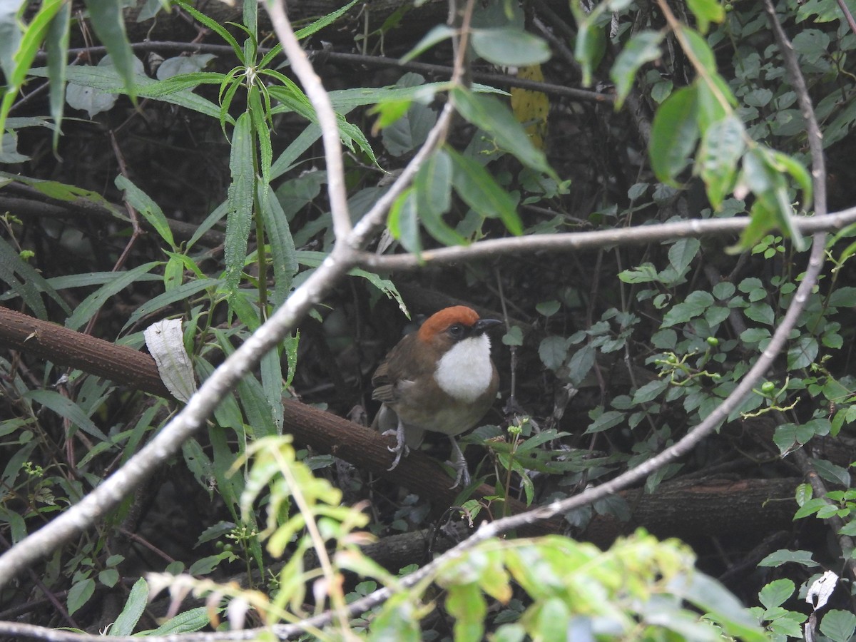 Kızıl Başlıklı Gevezeardıç - ML647071828