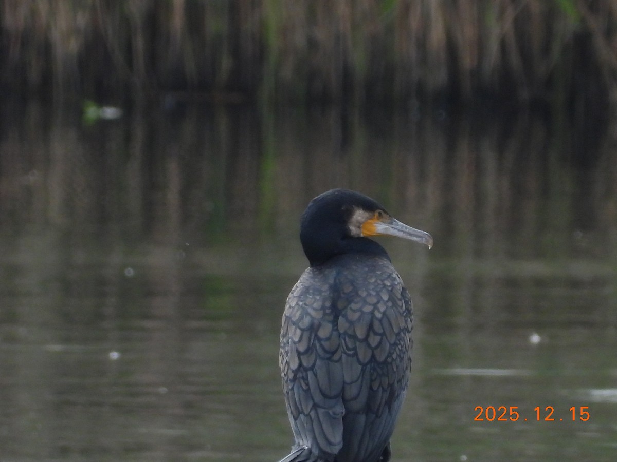 Karabatak - ML647071829