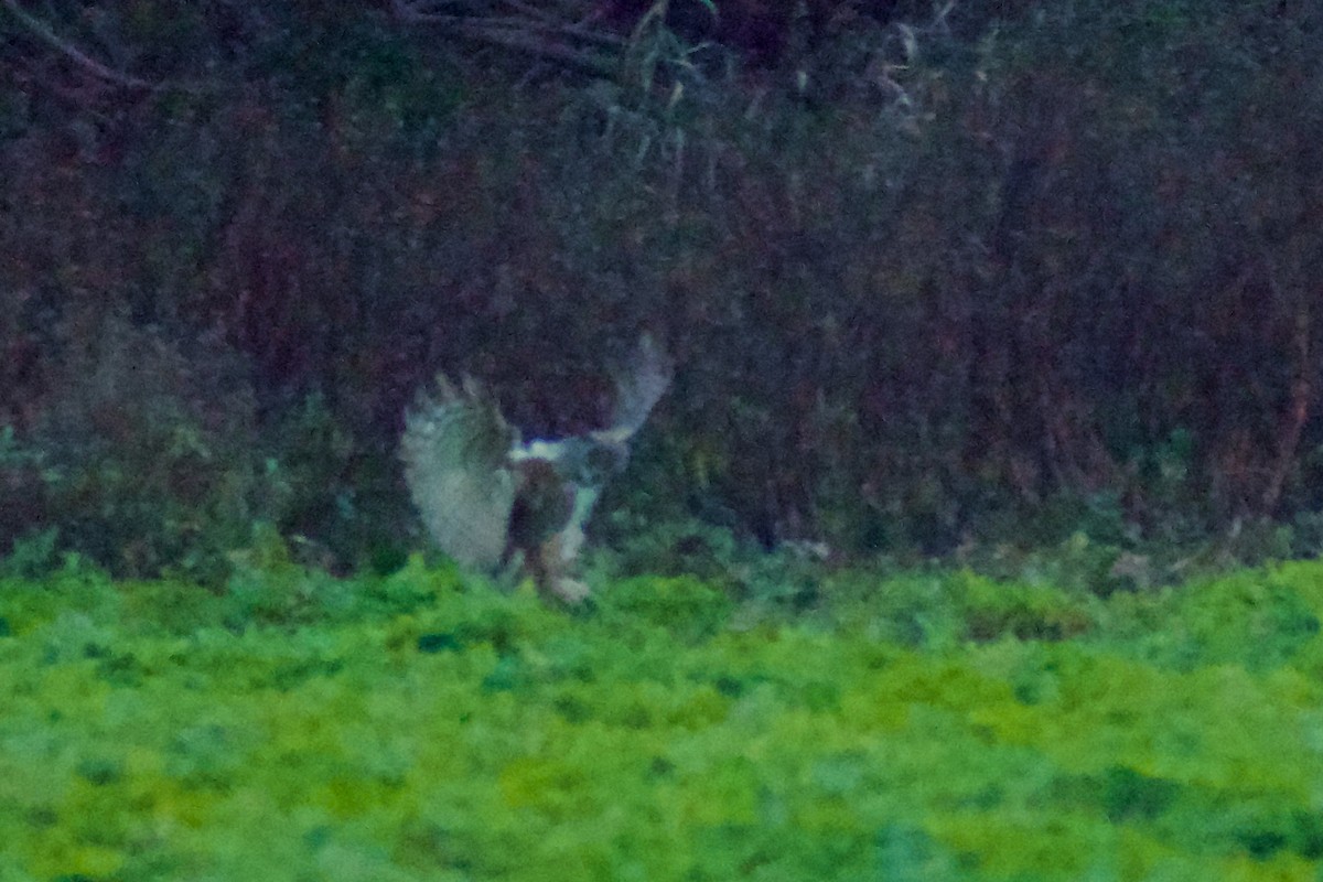 Amerika Puhusu - ML647071830