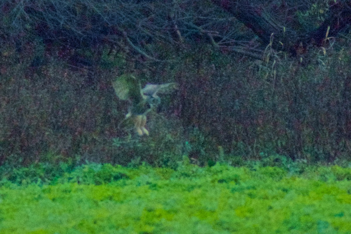 Amerika Puhusu - ML647071831