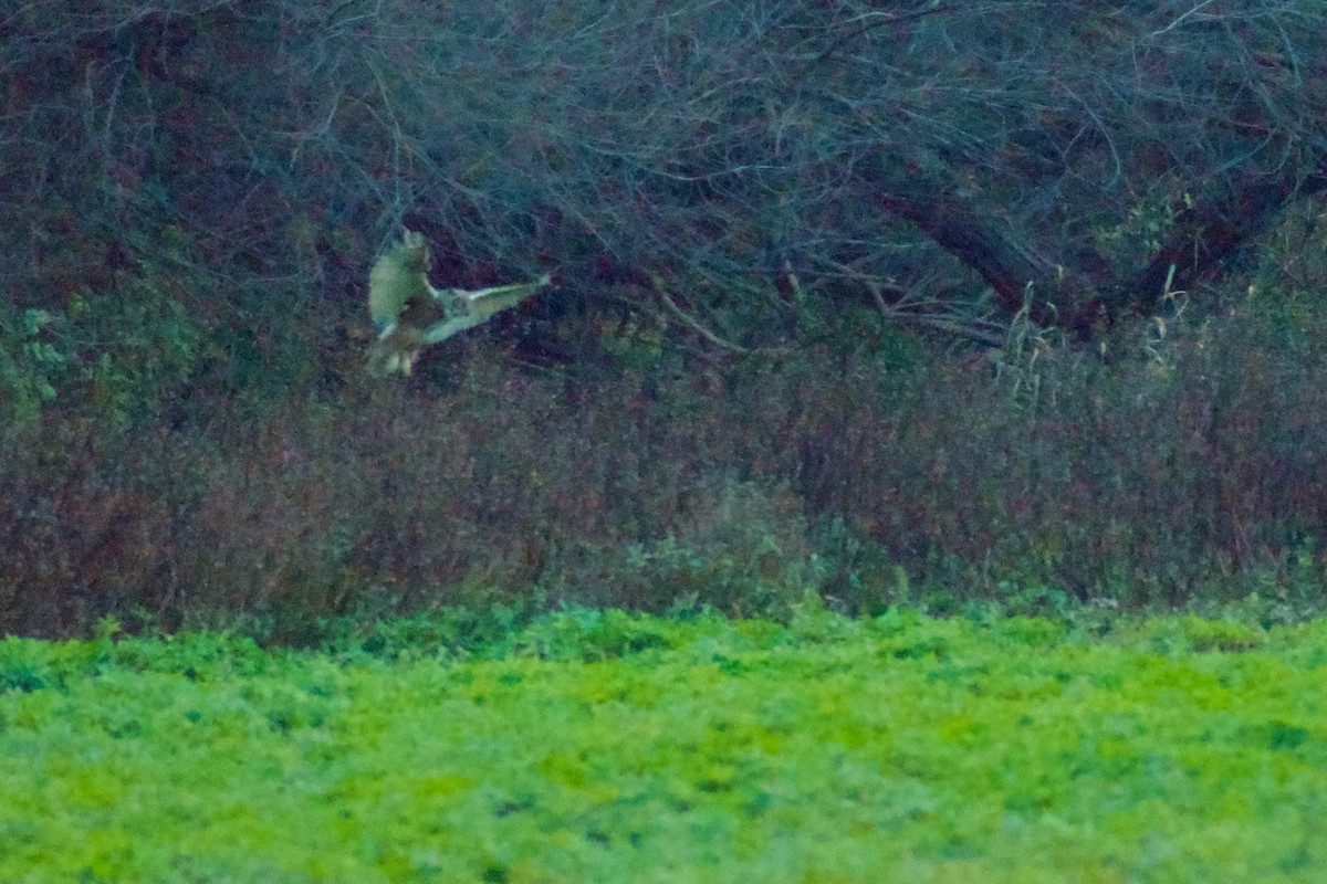 Amerika Puhusu - ML647071832