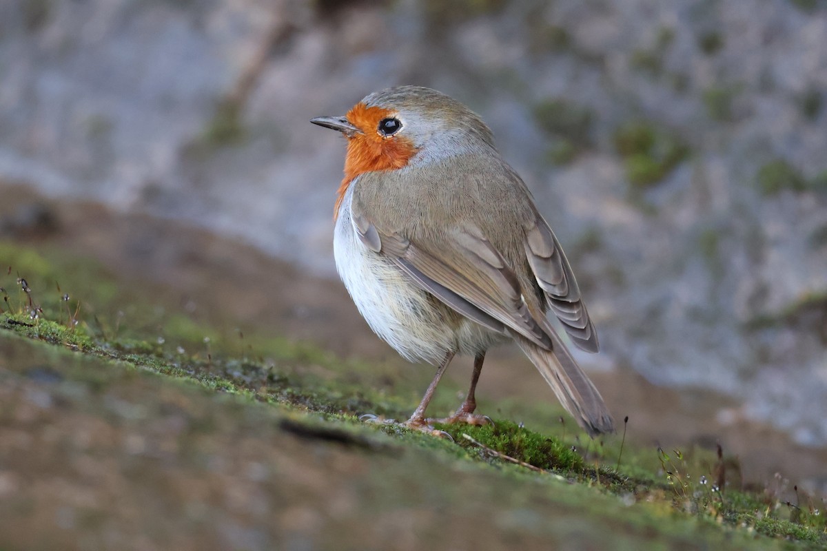 Kızılgerdan - ML647071834