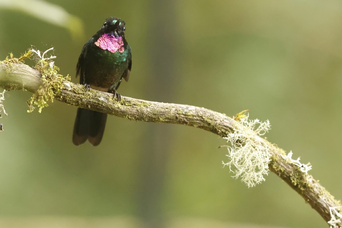 Turmalin Günmeleği - ML647071835