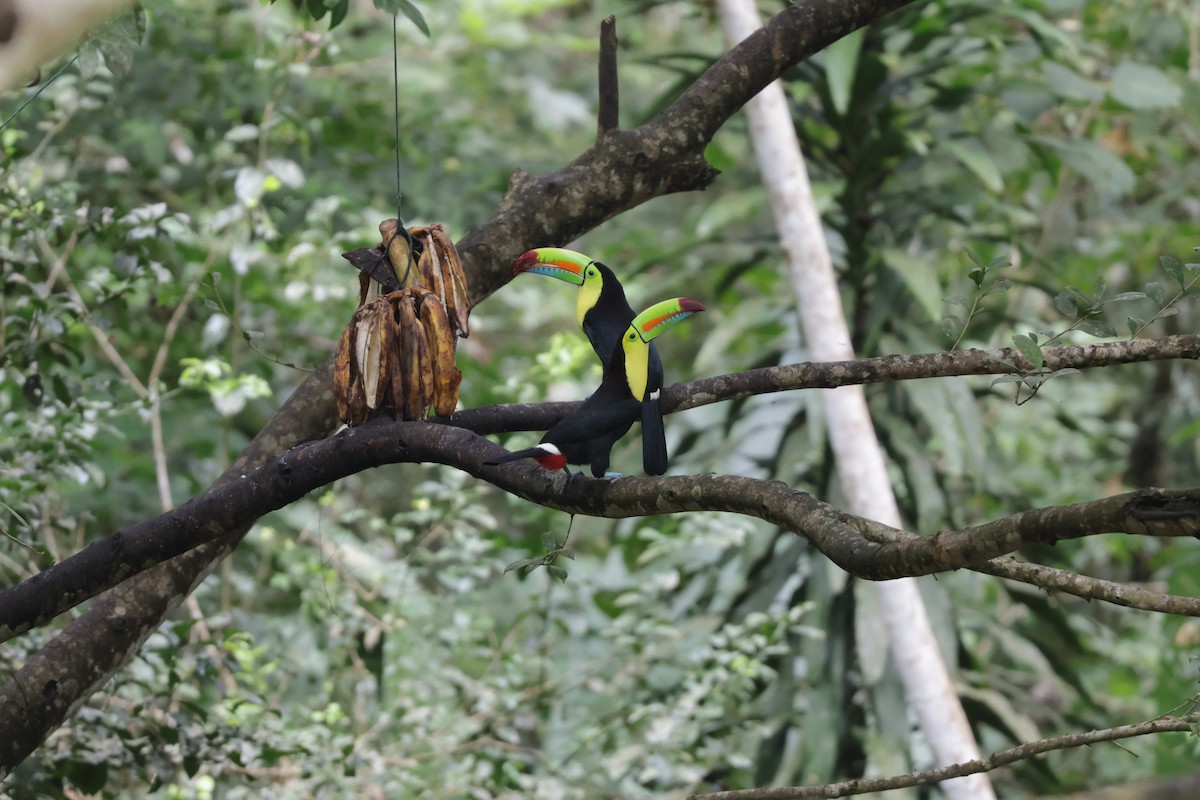 Karina Gagalı Tukan - ML647071836