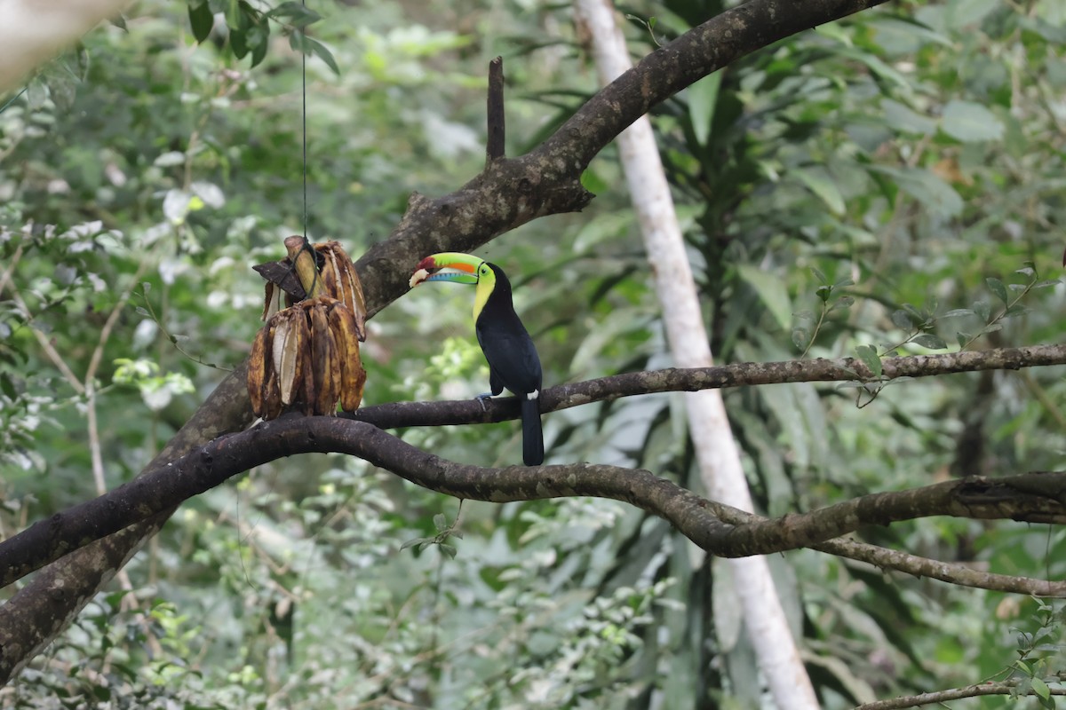 Karina Gagalı Tukan - ML647071837