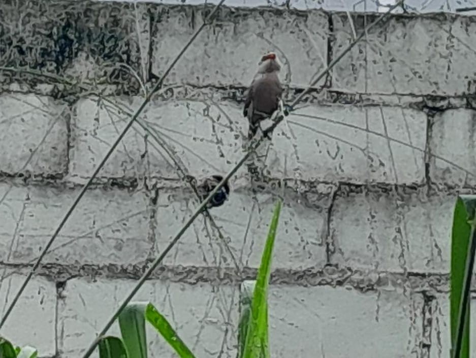 Mumgaga - ML647071838