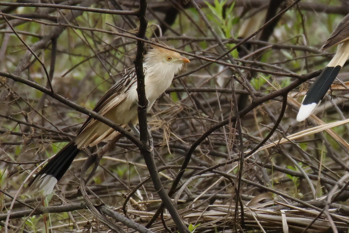 Guira Guguğu - ML647071839