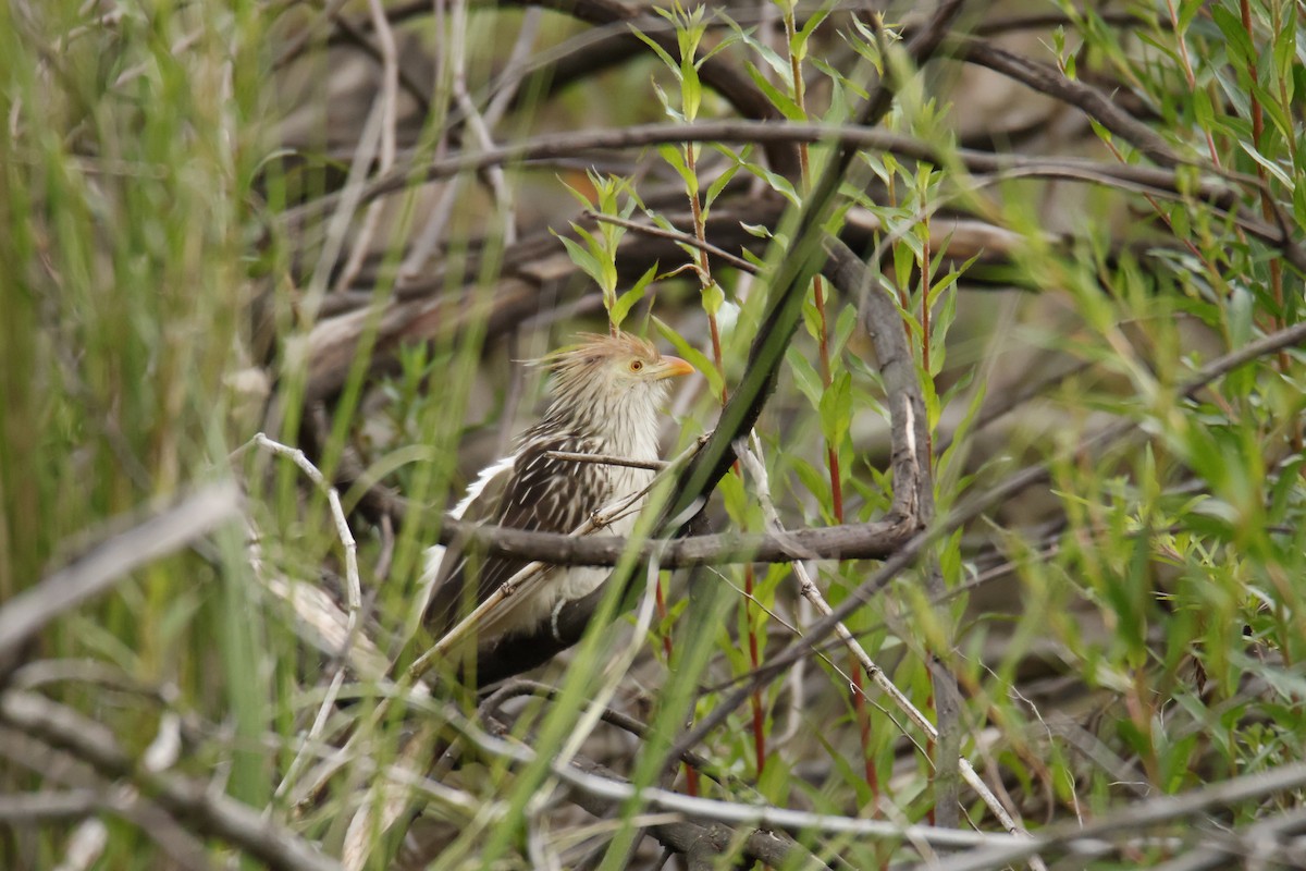 Guira Guguğu - ML647071842