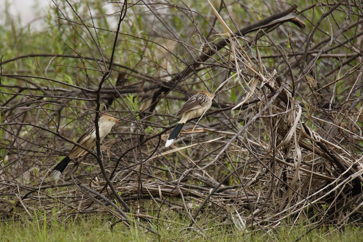 Guira Guguğu - ML647071843