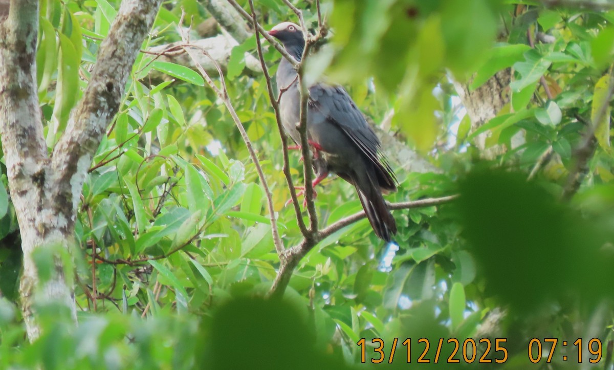 White-crowned Pigeon - ML647071844